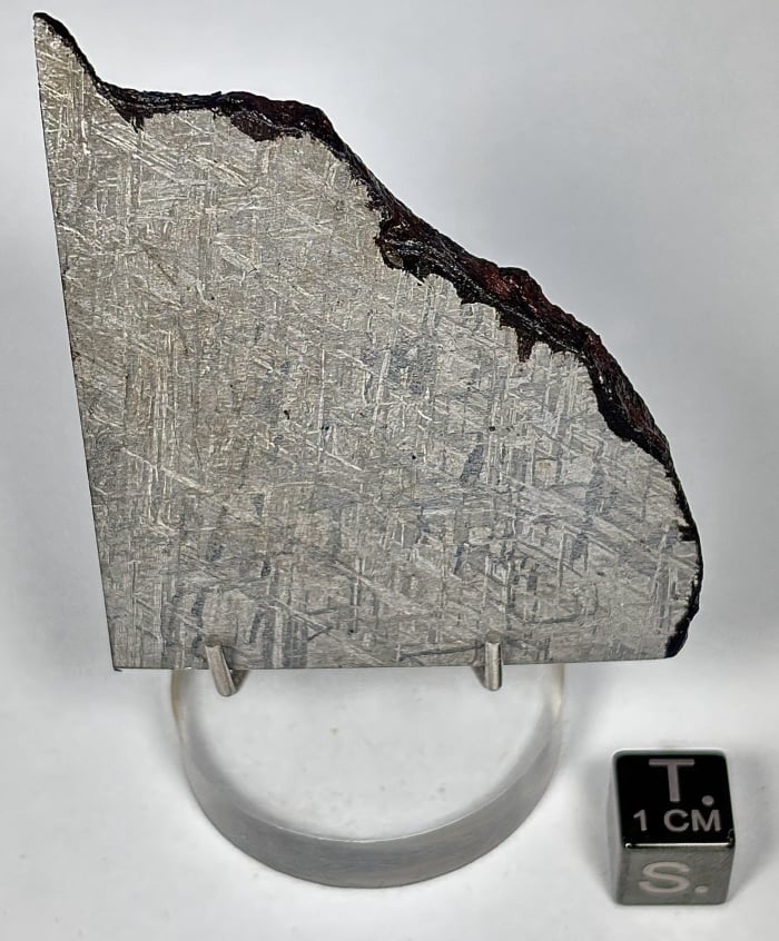 Turqut 50.3 gram